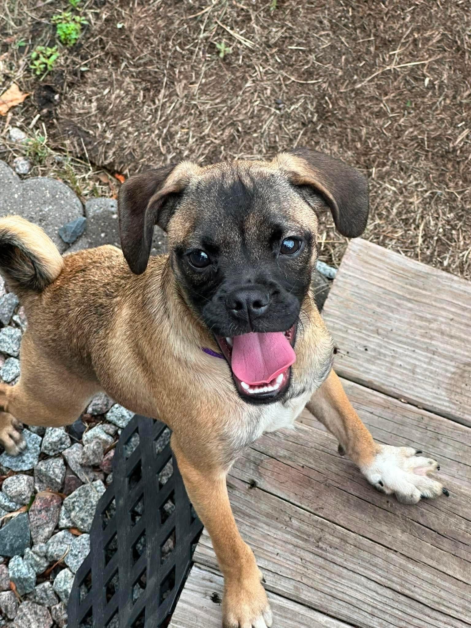 Myrtle, a Adoptable mixed breed in Minneapolis, MN image 1/3