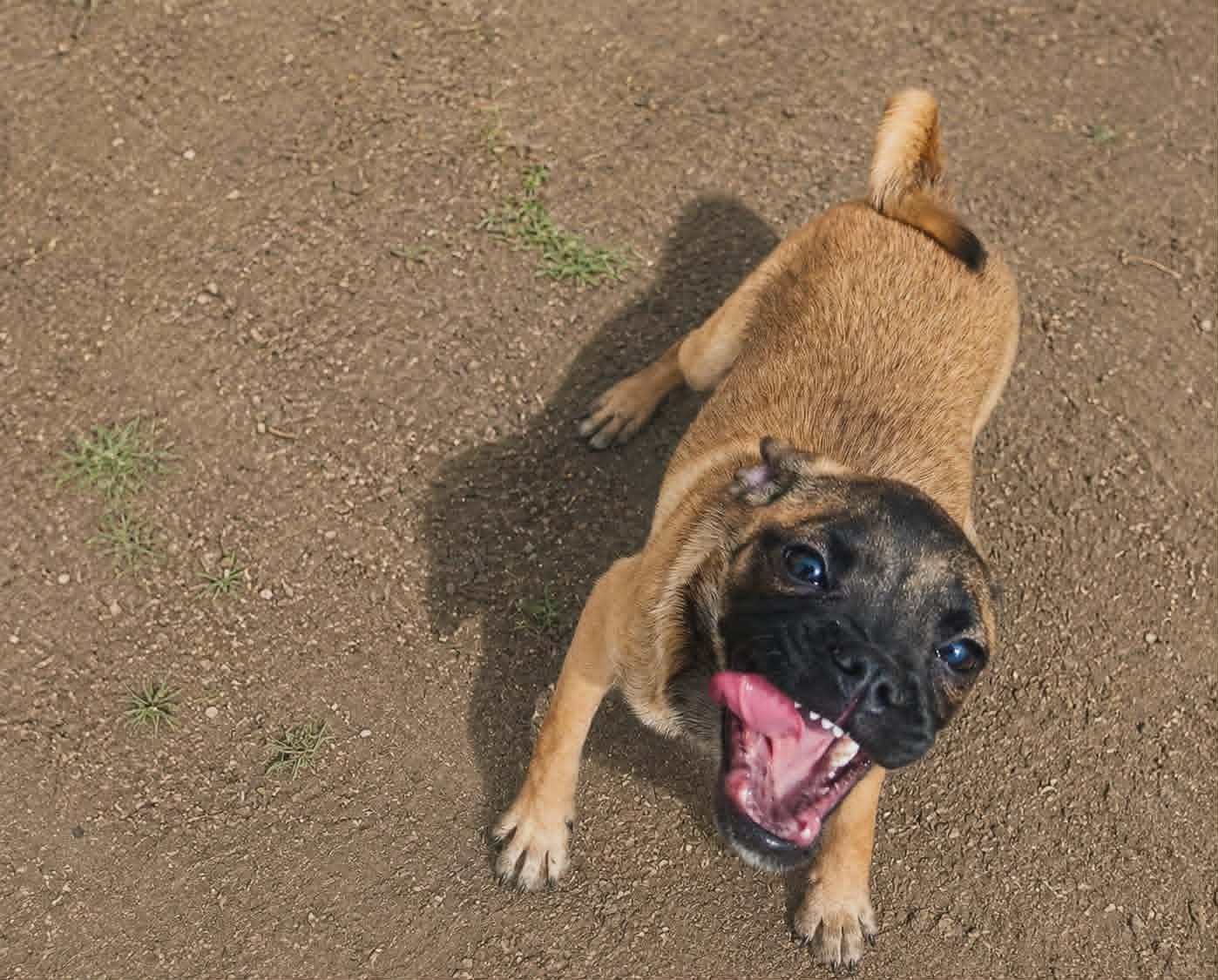 Myrtle, a Adoptable mixed breed in Minneapolis, MN image 1/3