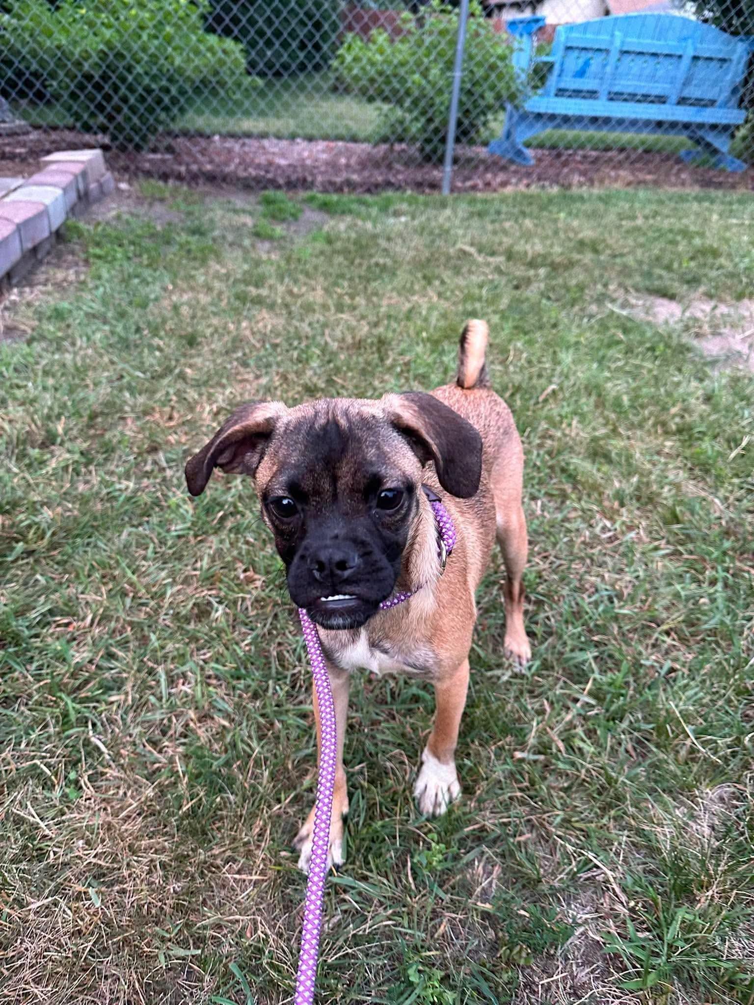 Myrtle, a Adoptable mixed breed in Minneapolis, MN image 2/3