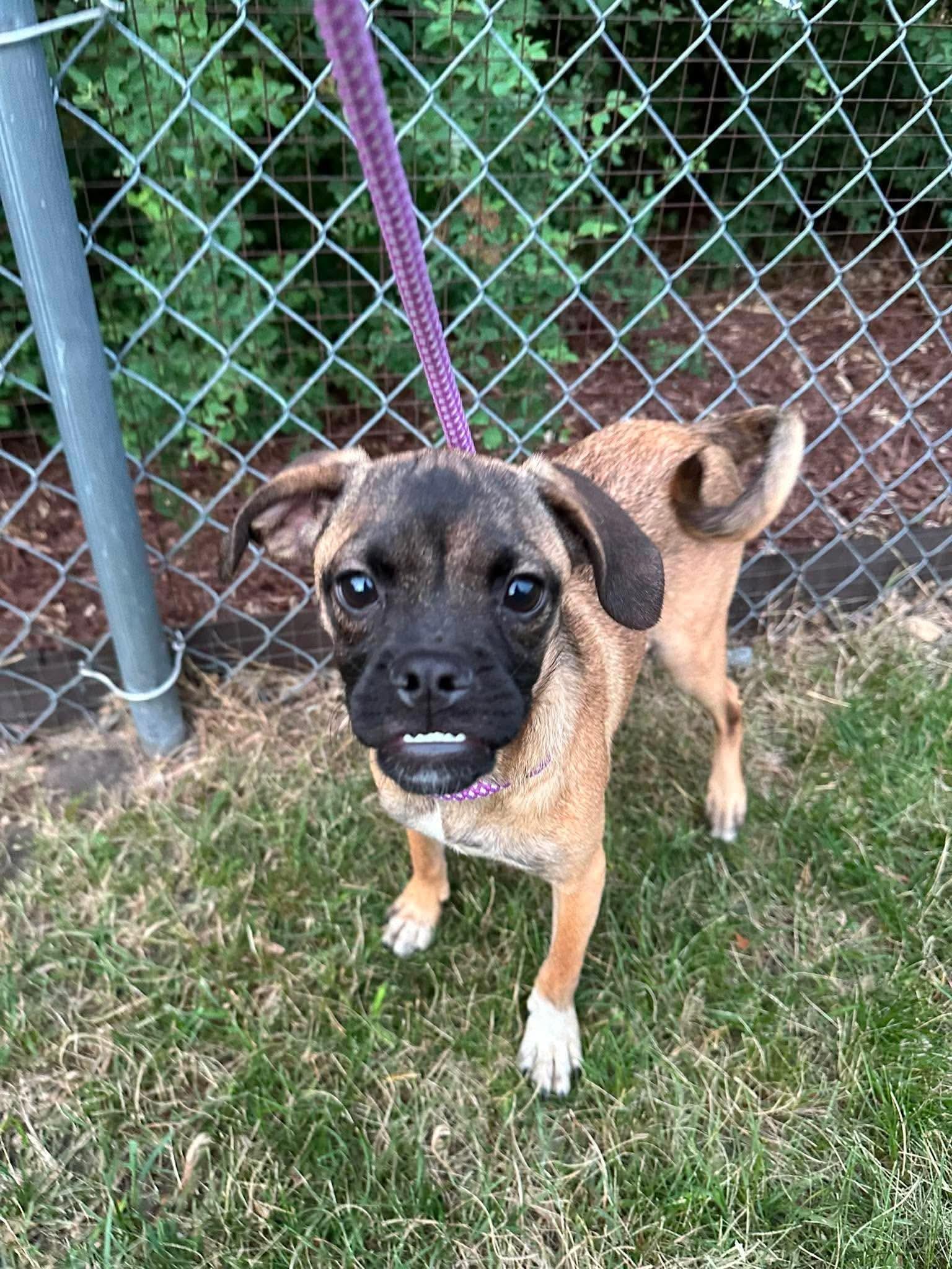 Myrtle, a Adoptable mixed breed in Minneapolis, MN image 3/3