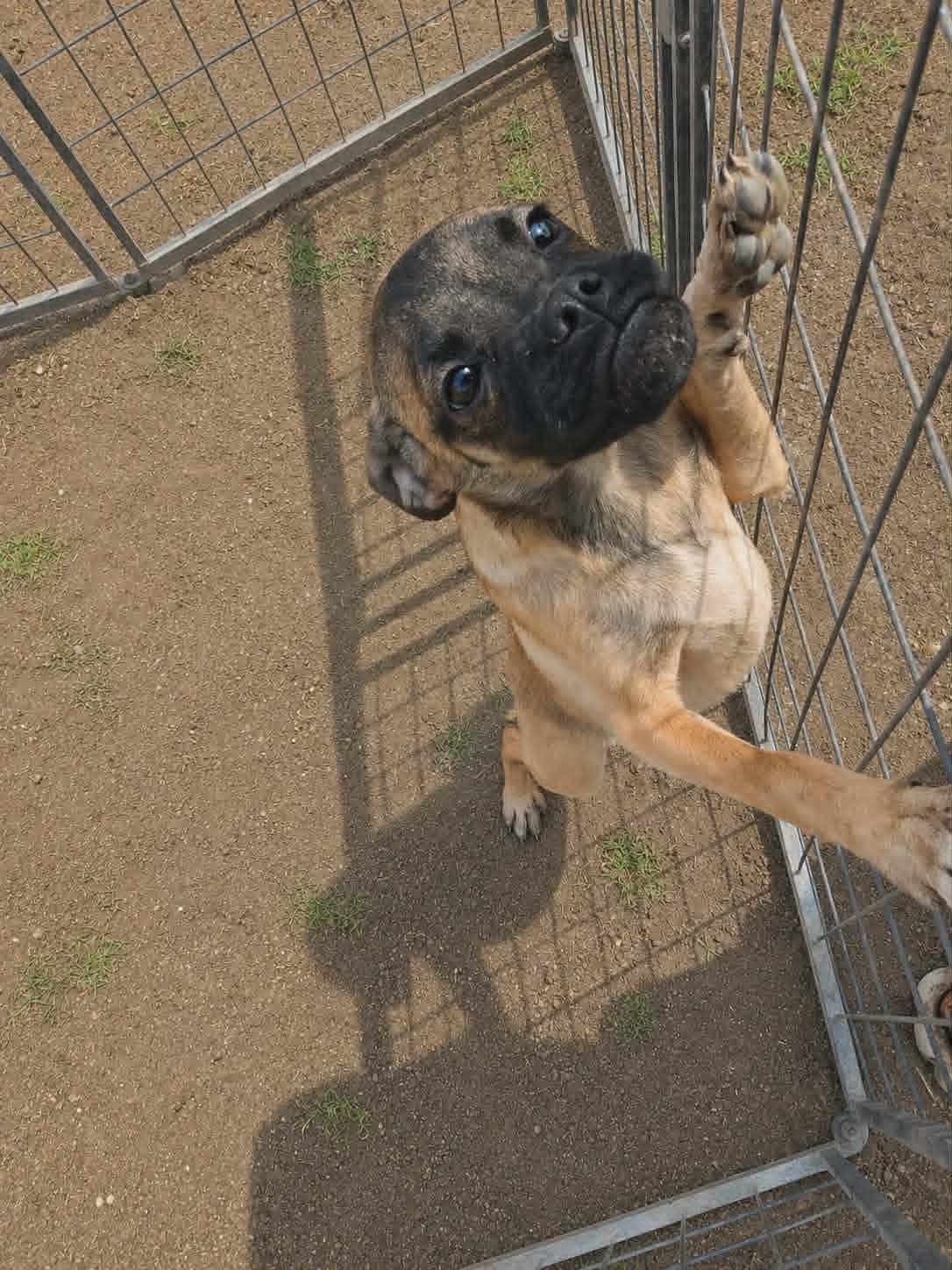 Myrtle, a Adoptable mixed breed in Minneapolis, MN image 2/3