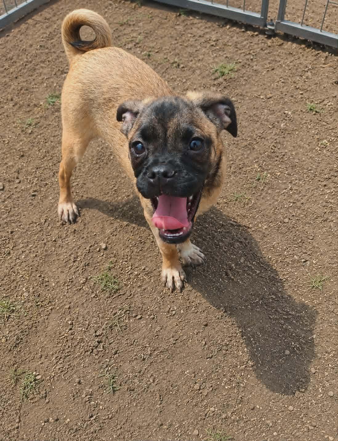 Myrtle, a Adoptable mixed breed in Minneapolis, MN image 3/3