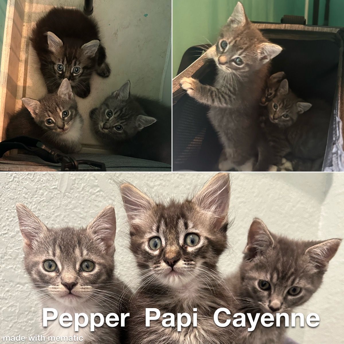 Enlarge Cayenne, a Adopted Tabby in Homestead, FL image 1/2