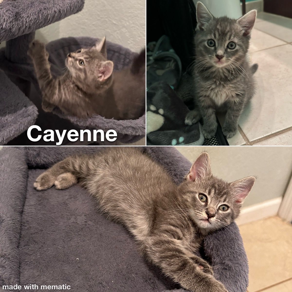 Enlarge Cayenne, a Adopted Tabby in Homestead, FL image 2/2