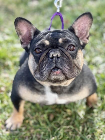 Enlarge Bell, a Adoptable French Bulldog in Malvern, PA image 1/3