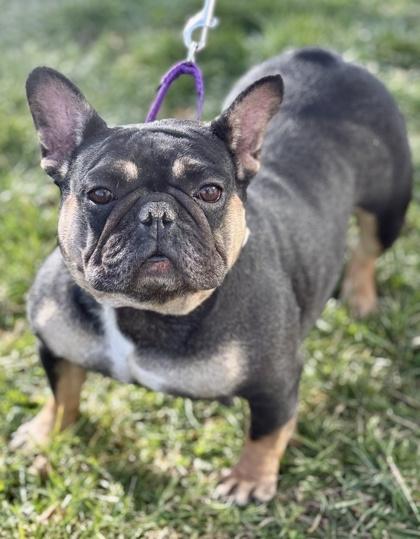Enlarge Bell, a Adoptable French Bulldog in Malvern, PA image 2/3