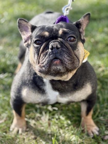 Enlarge Bell, a Adoptable French Bulldog in Malvern, PA image 3/3