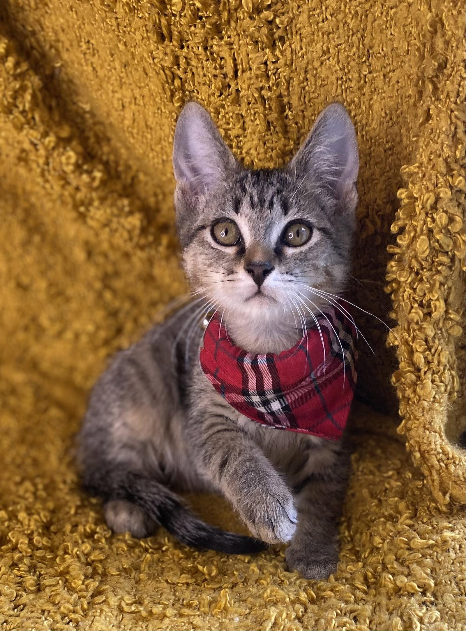 Stripes - SEE ME @ PETCO!, Adoptable, Kitten Male Domestic Short Hair & Tabby.