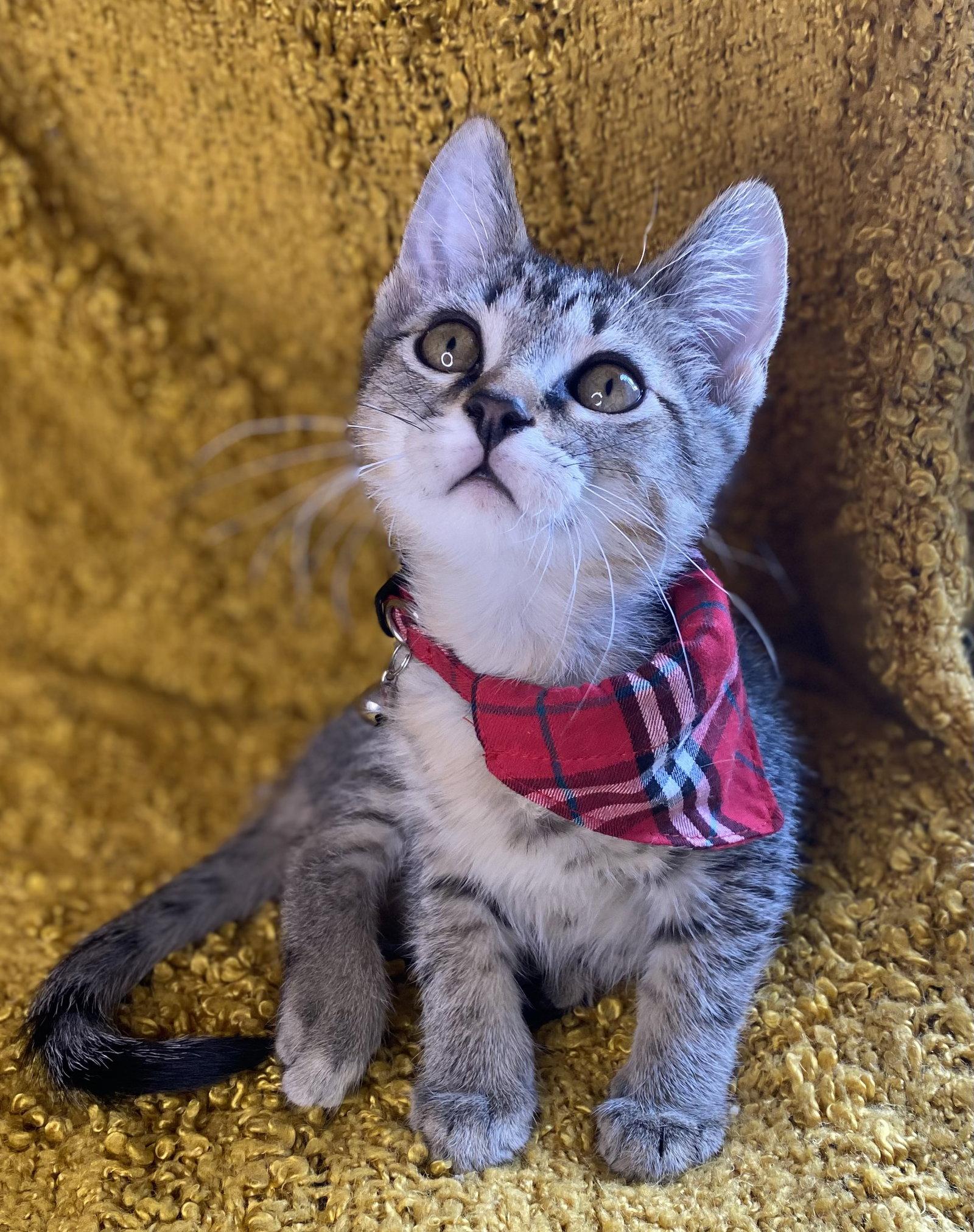 Enlarge Stripes - SEE ME @ PETCO!, a Adoptable mixed breed in Cookeville, TN image 2/3