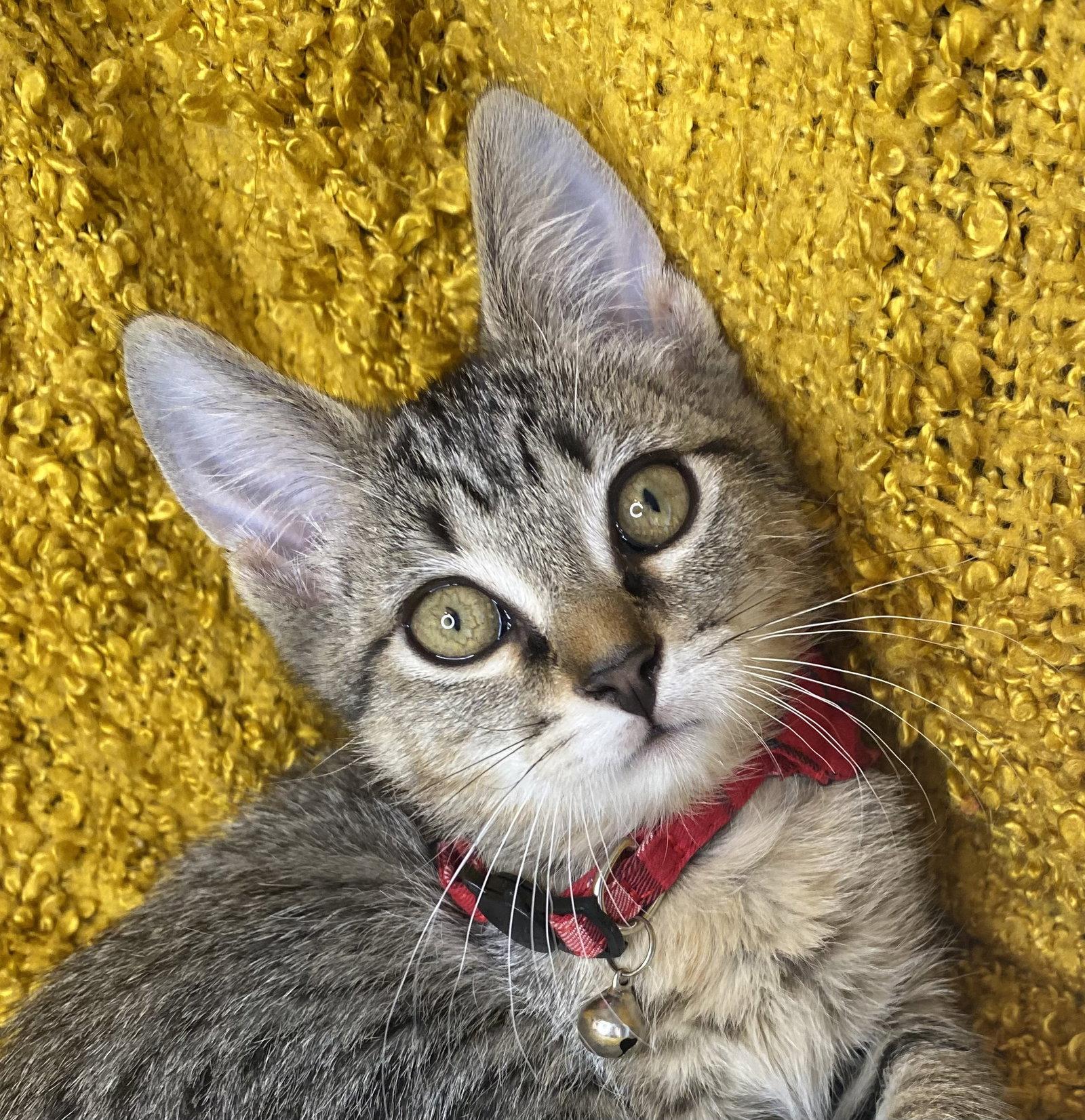 Enlarge Stripes - SEE ME @ PETCO!, a Adoptable mixed breed in Cookeville, TN image 3/3