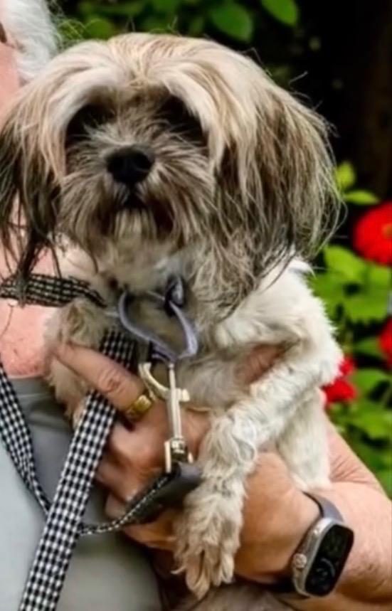 Little Coco, Adopted, Young Female Maltese & Poodle.