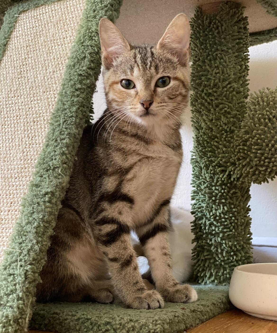 Sugar, a Adoptable mixed breed in Allentown, NJ image 2/3