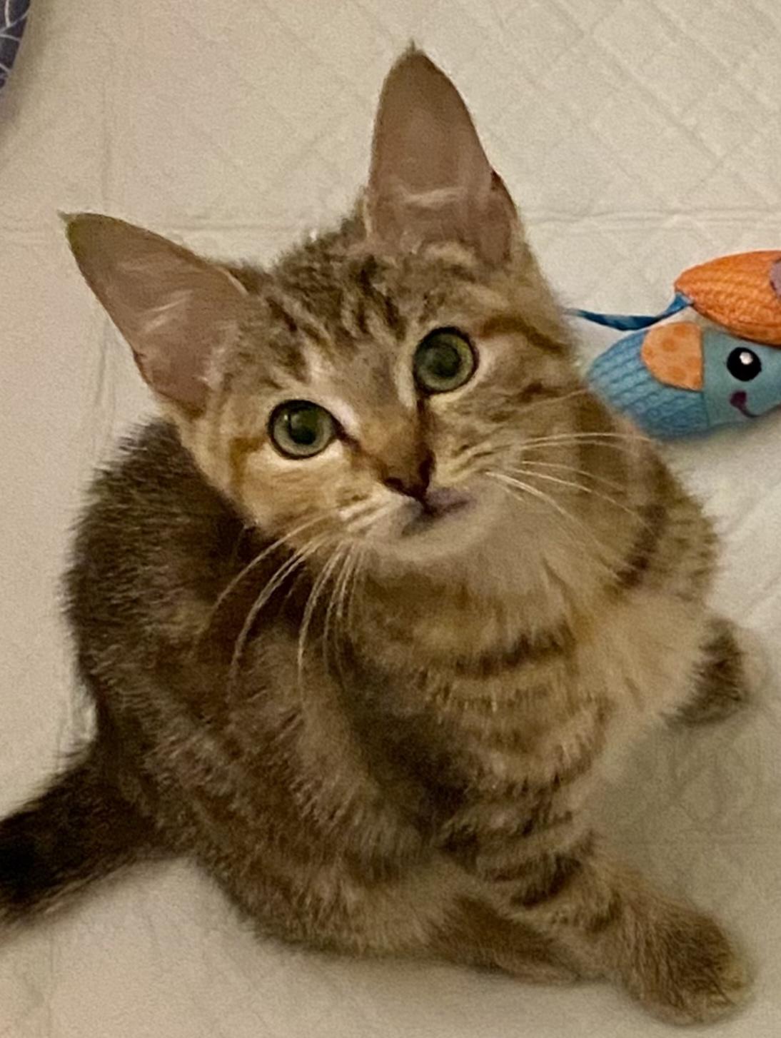 Sugar, Adoptable, Kitten Female Tabby & Calico.