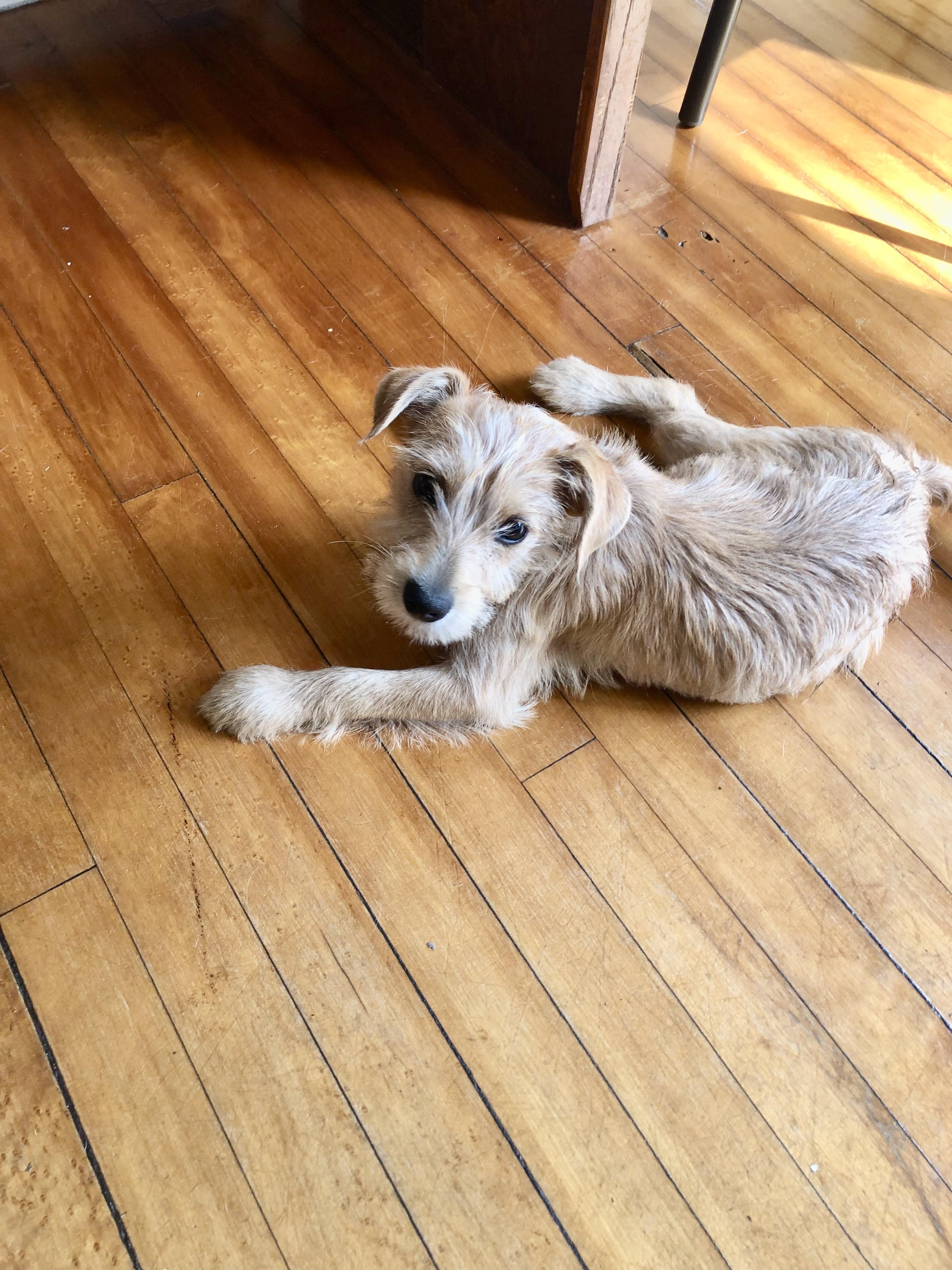 Enlarge CiCi, an adopted mixed breed in Orlando, FL image 3/3