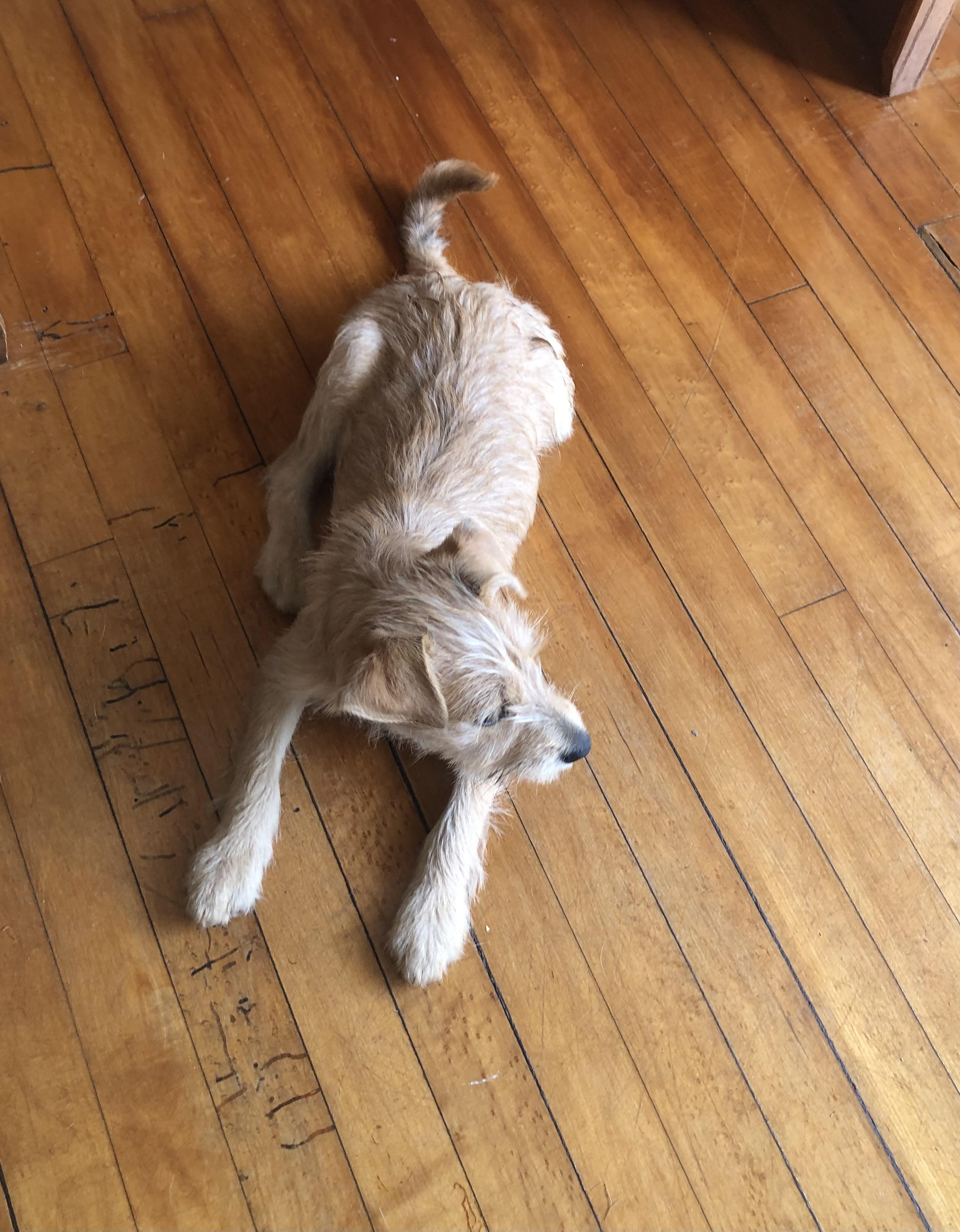 Enlarge CiCi, an adopted mixed breed in Orlando, FL image 2/3