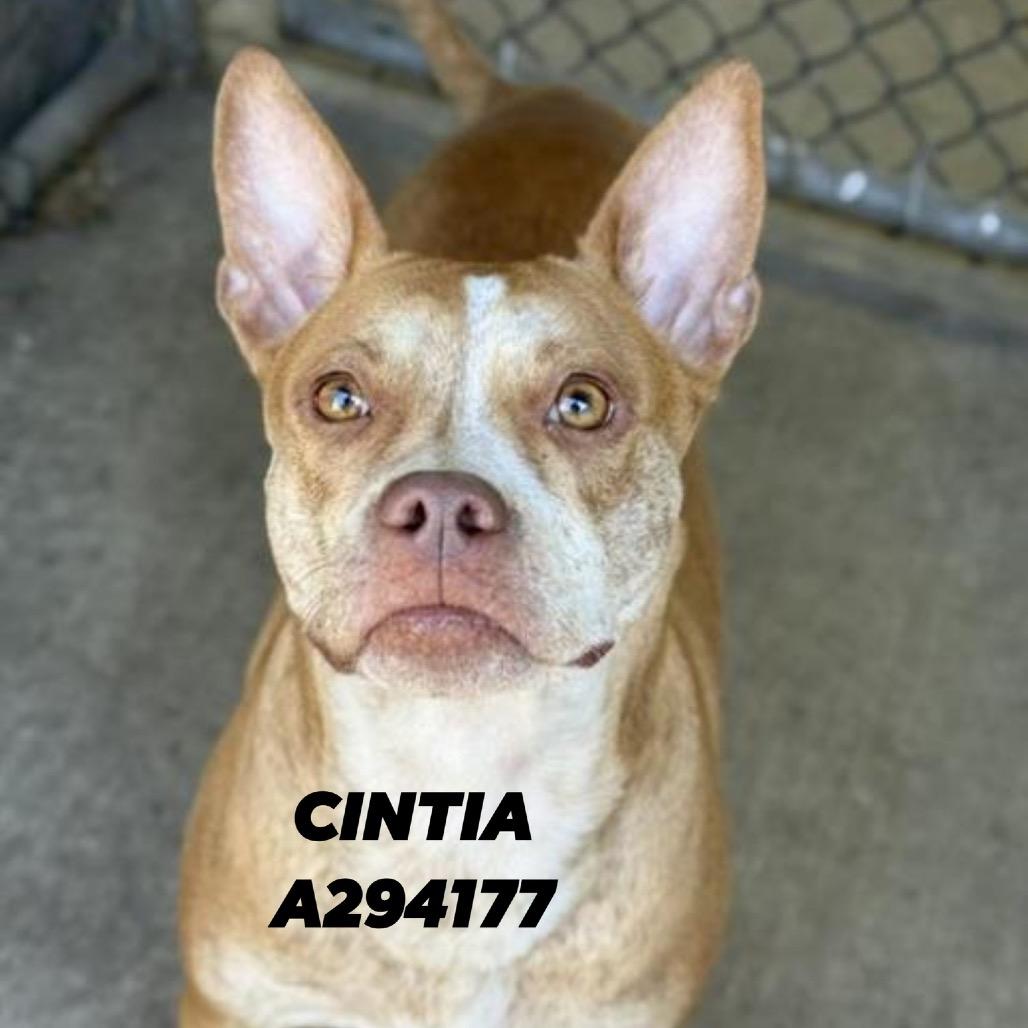 Cintia, a Adoptable mixed breed in Northbrook, IL image 2/6