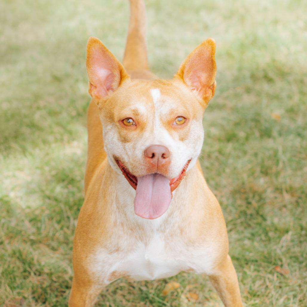 Cintia, a Adoptable mixed breed in Northbrook, IL image 5/6