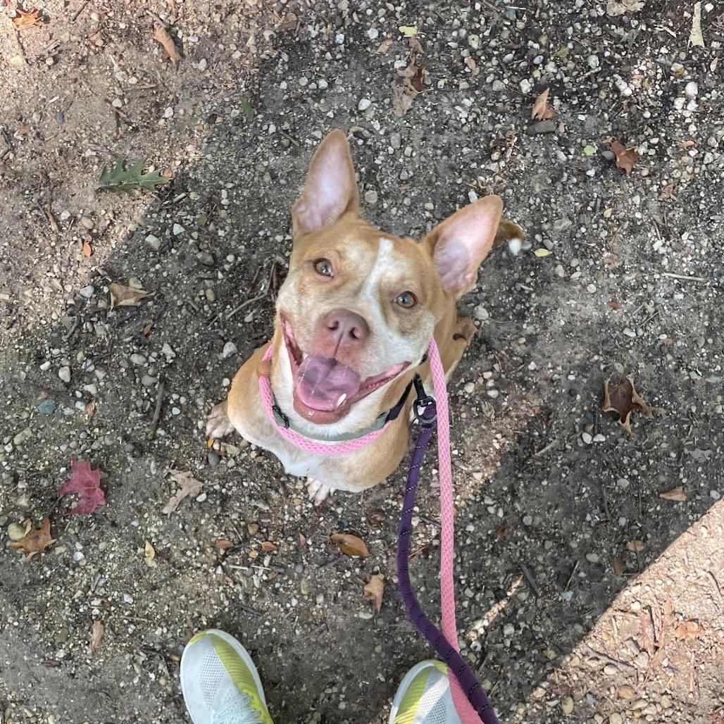 Cintia, a Adoptable mixed breed in Northbrook, IL image 6/6