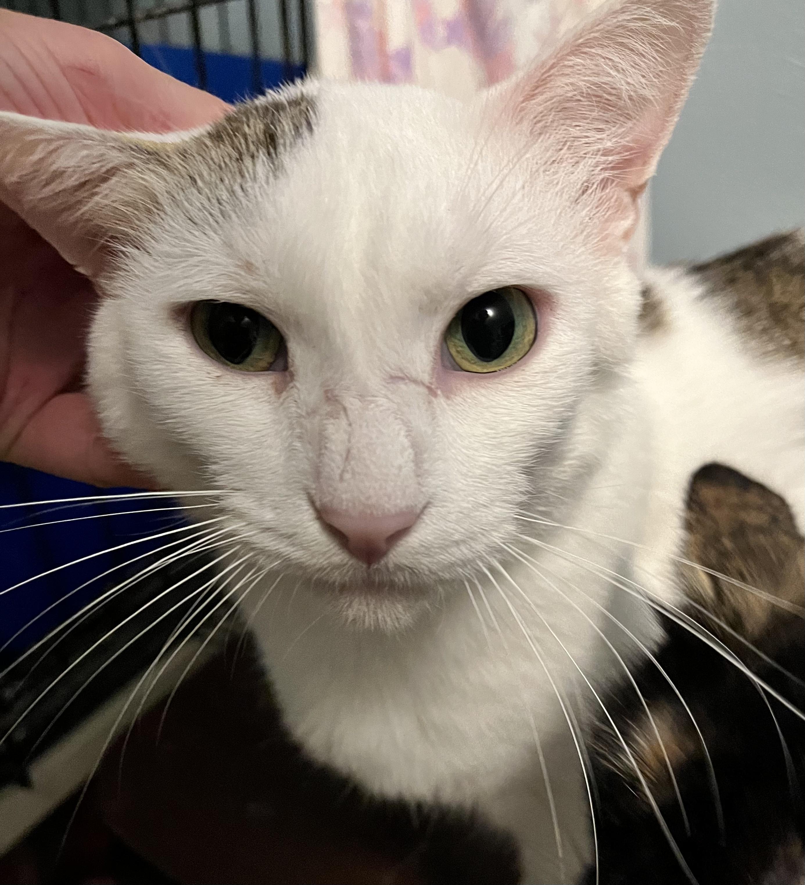 George (FIV +), a Adoptable Domestic Short Hair in Delta, OH image 4/5