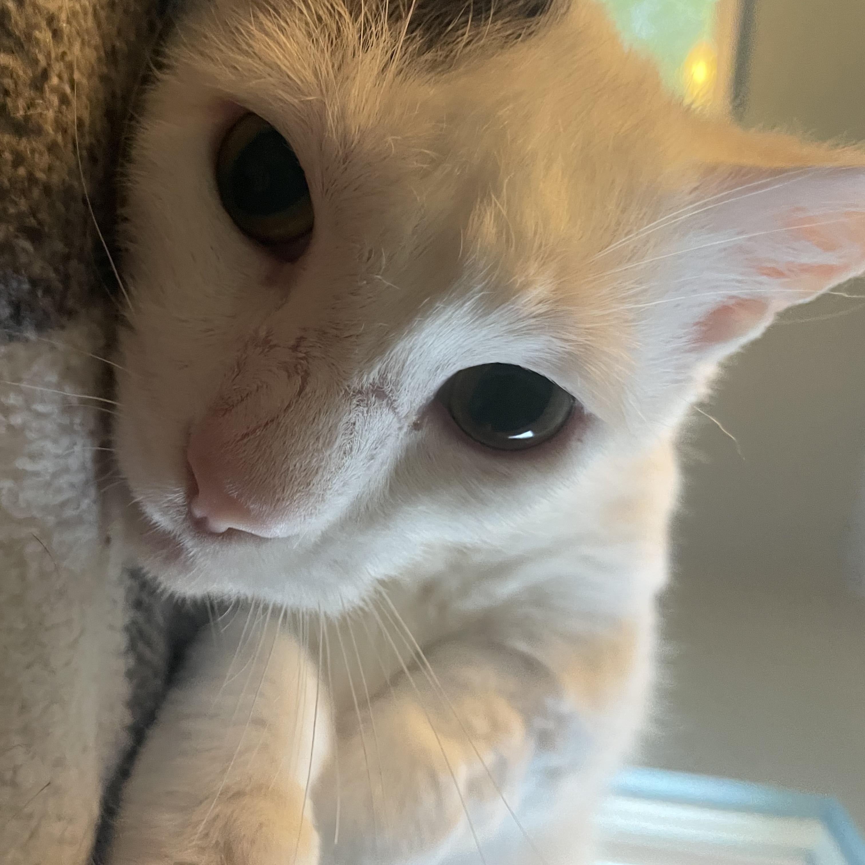 George (FIV +), a Adoptable Domestic Short Hair in Delta, OH image 3/5