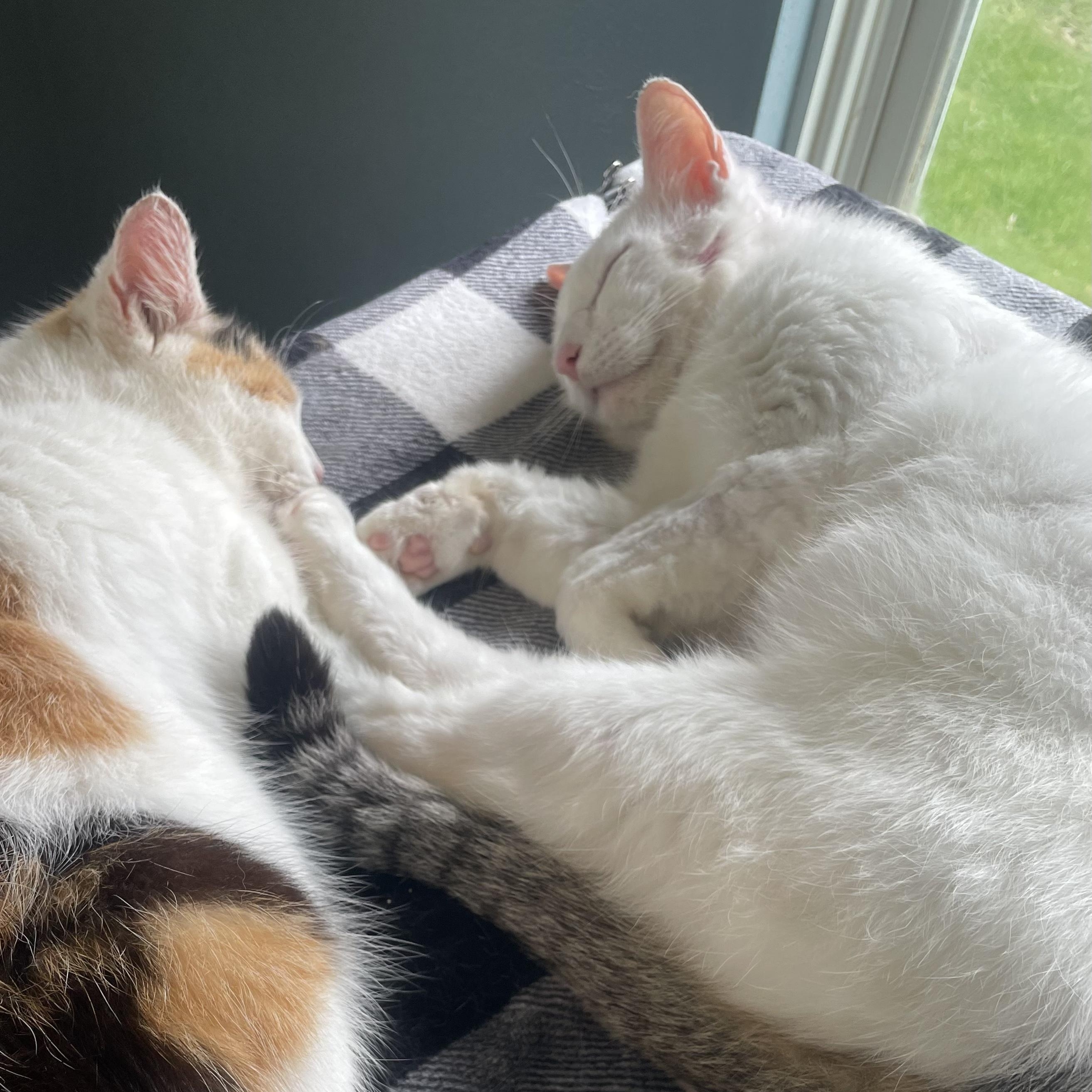 George (FIV +), a Adoptable Domestic Short Hair in Delta, OH image 5/5