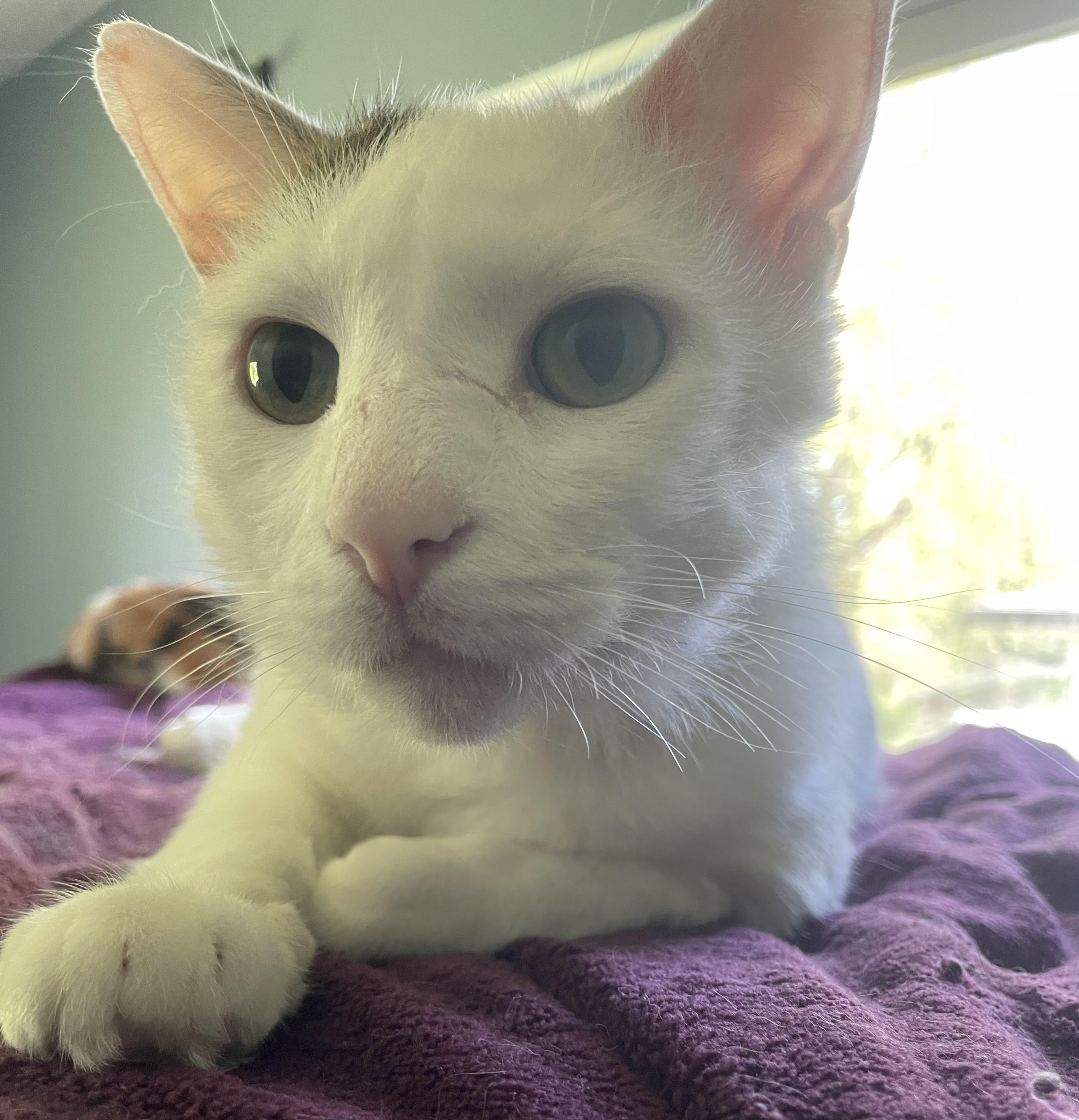 George (FIV +), a Adoptable Domestic Short Hair in Delta, OH image 2/5