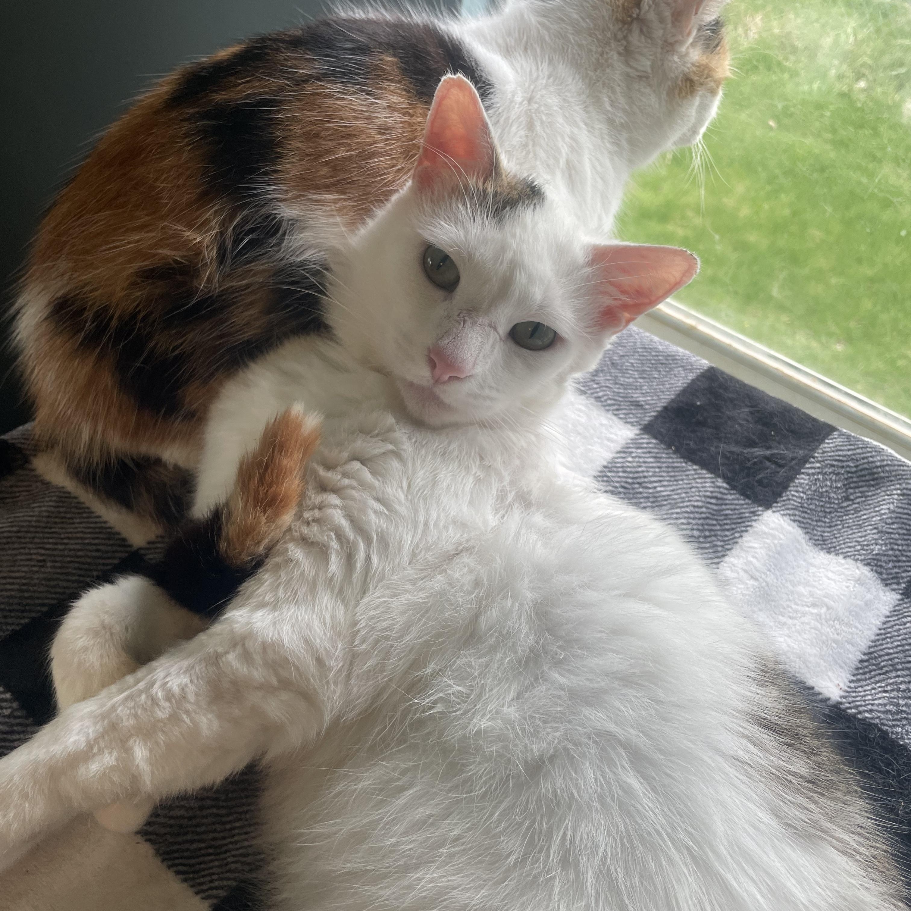 George (FIV +), a Adoptable Domestic Short Hair in Delta, OH image 1/5