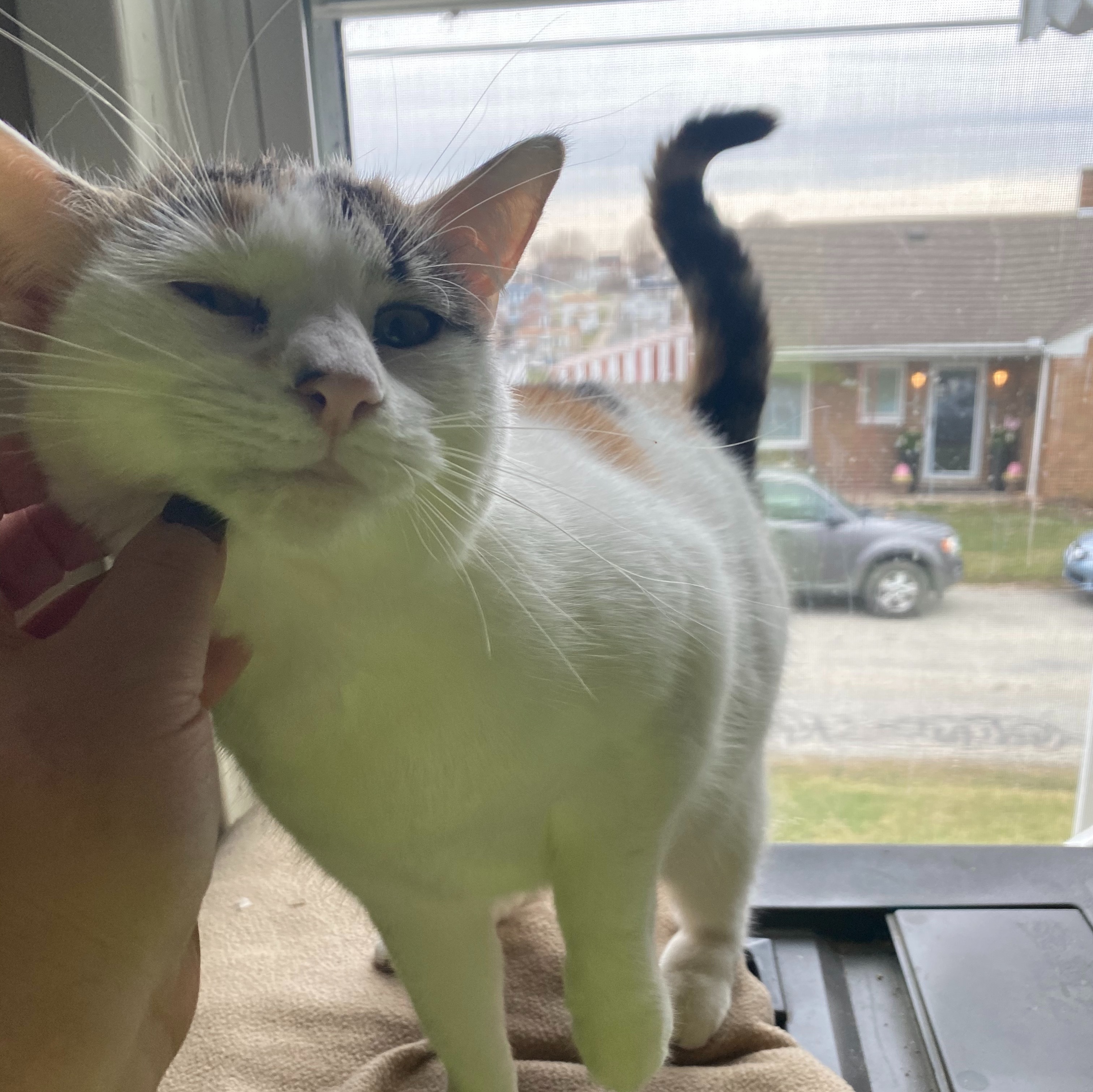 Enlarge Sophie, a Adoptable Domestic Short Hair in Mount Pleasant, PA image 1/2