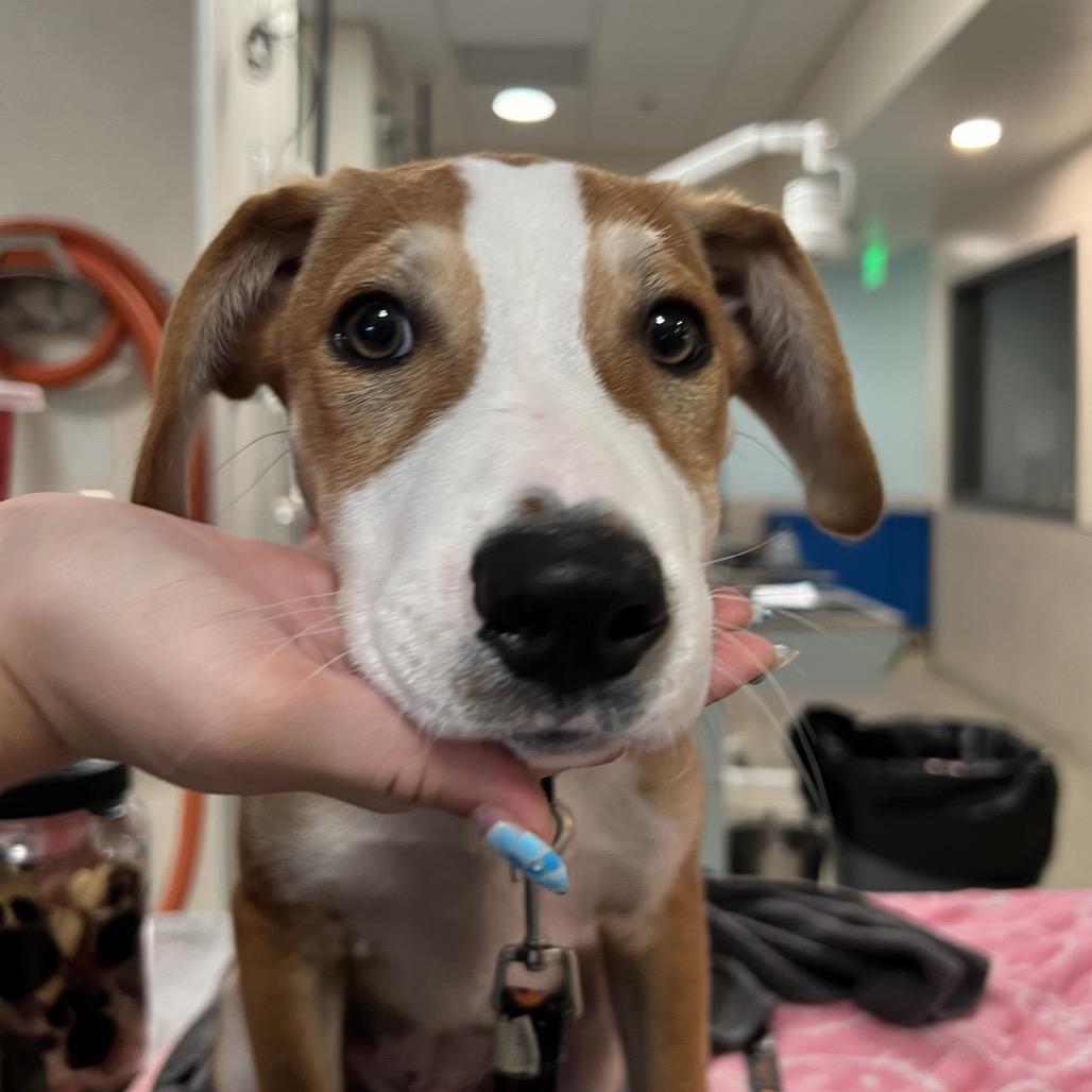 Broski, Adoptable, Young Male Mixed Breed.