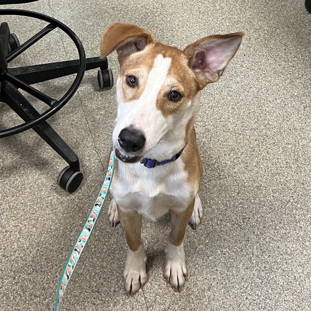 Enlarge Broski, a Adoptable Mixed Breed in Jacksonville, FL image 2/4