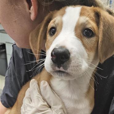 Enlarge Broski, a Adoptable Mixed Breed in Jacksonville, FL image 3/4