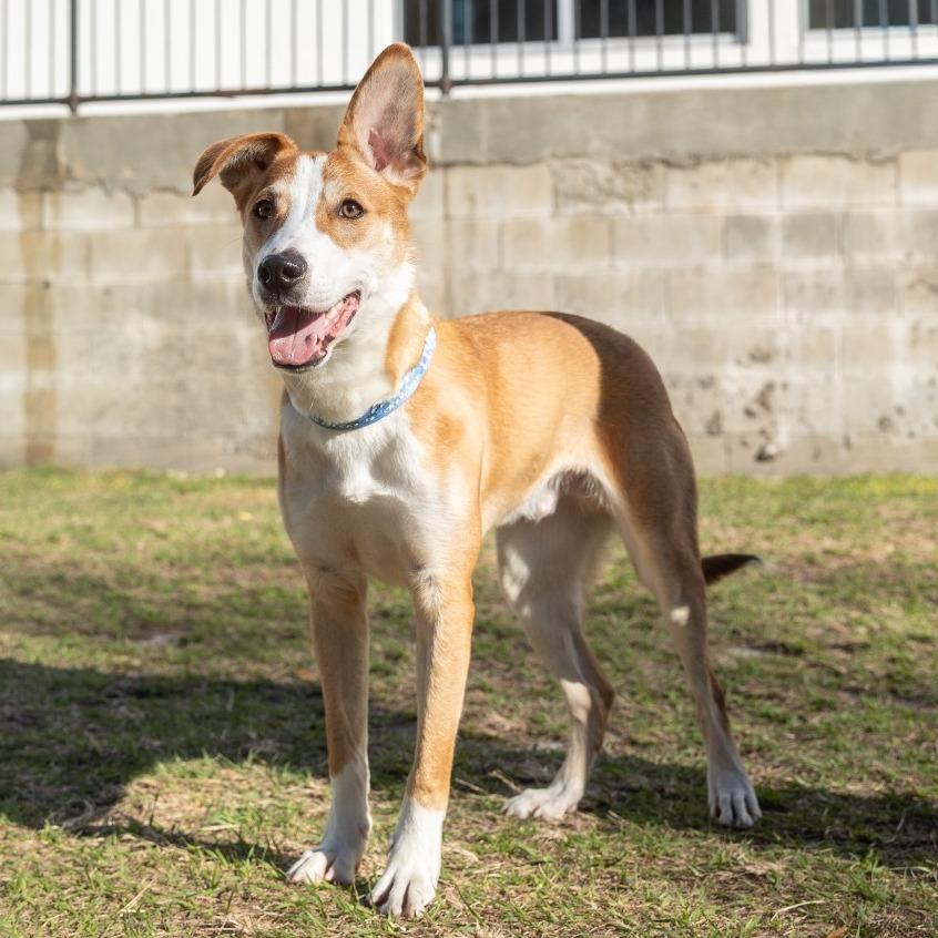 Enlarge Broski, a Adoptable Mixed Breed in Jacksonville, FL image 4/4
