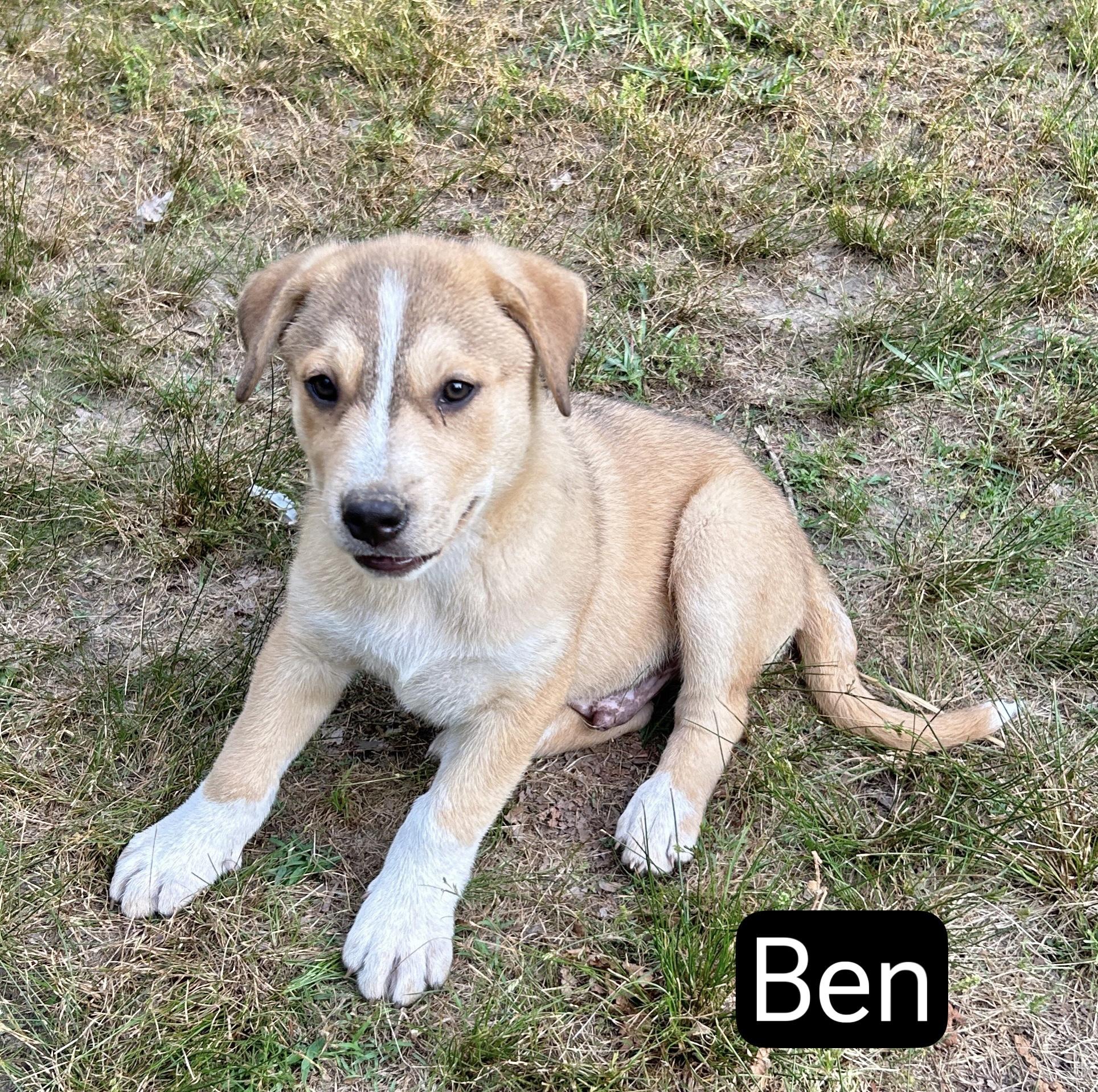 Enlarge Ben, an adopted Great Pyrenees in Manchester, CT image 1/1