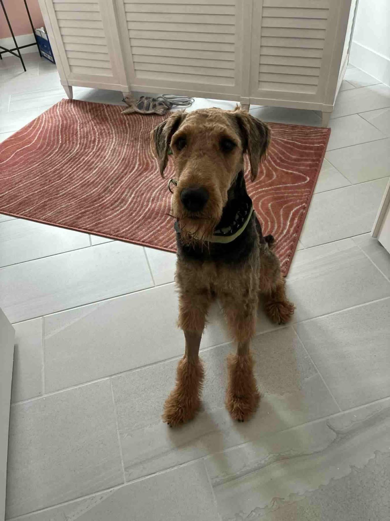 Buddy