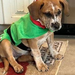 Enlarge Elsa, a ADOPTABLE Mixed Breed in Schaumburg, IL image 2/4