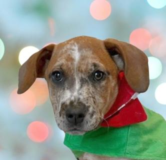 Enlarge Elsa, a ADOPTABLE Mixed Breed in Schaumburg, IL image 1/4