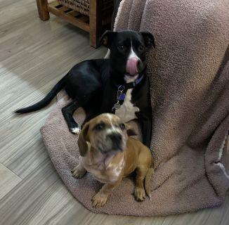 Enlarge Elsa, a ADOPTABLE Mixed Breed in Schaumburg, IL image 3/4