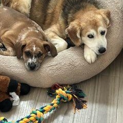 Enlarge Elsa, a ADOPTABLE Mixed Breed in Schaumburg, IL image 4/4