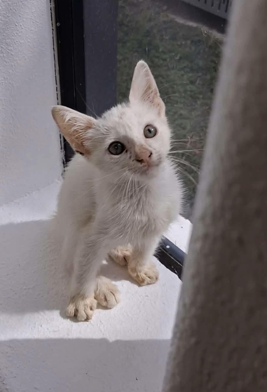 Enlarge Whitey, a Adoptable mixed breed in Gainesville, VA image 3/4