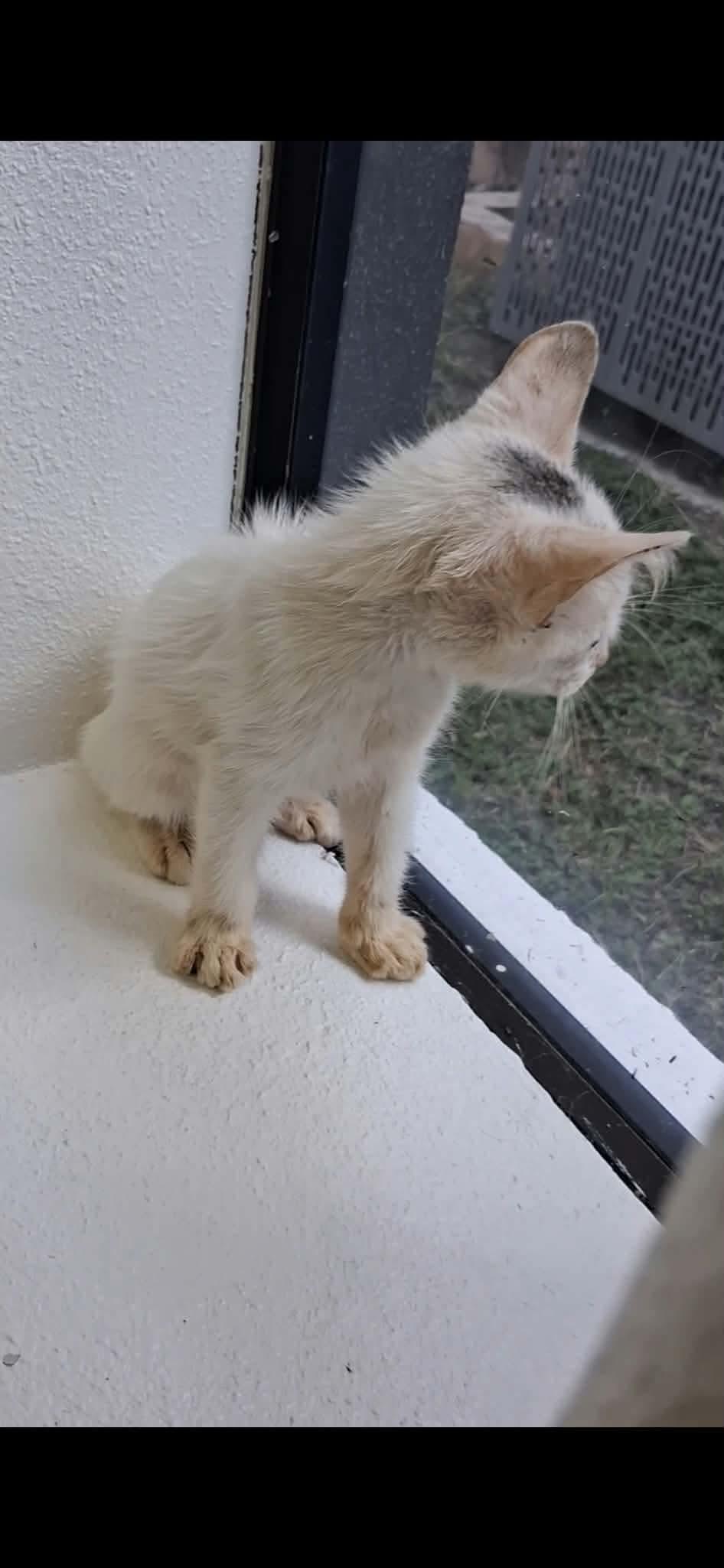 Enlarge Whitey, a Adoptable mixed breed in Gainesville, VA image 4/4