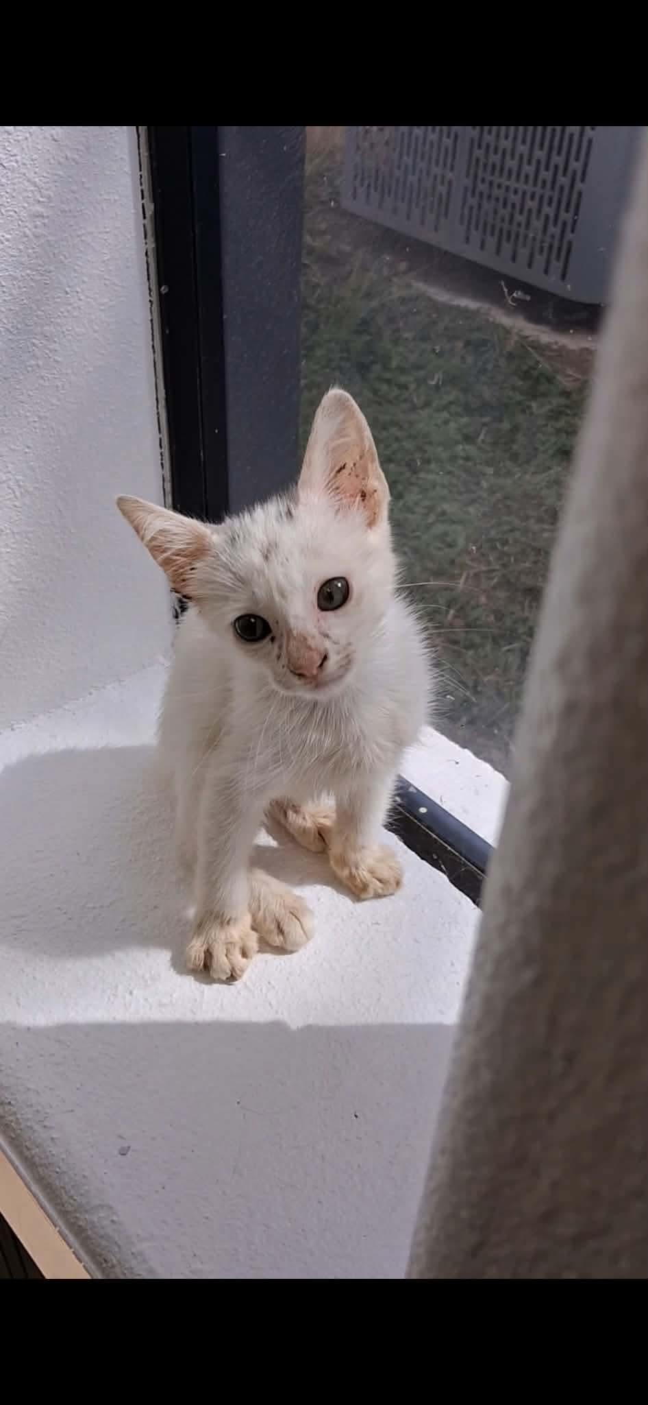 Enlarge Whitey, a Adoptable mixed breed in Gainesville, VA image 2/4
