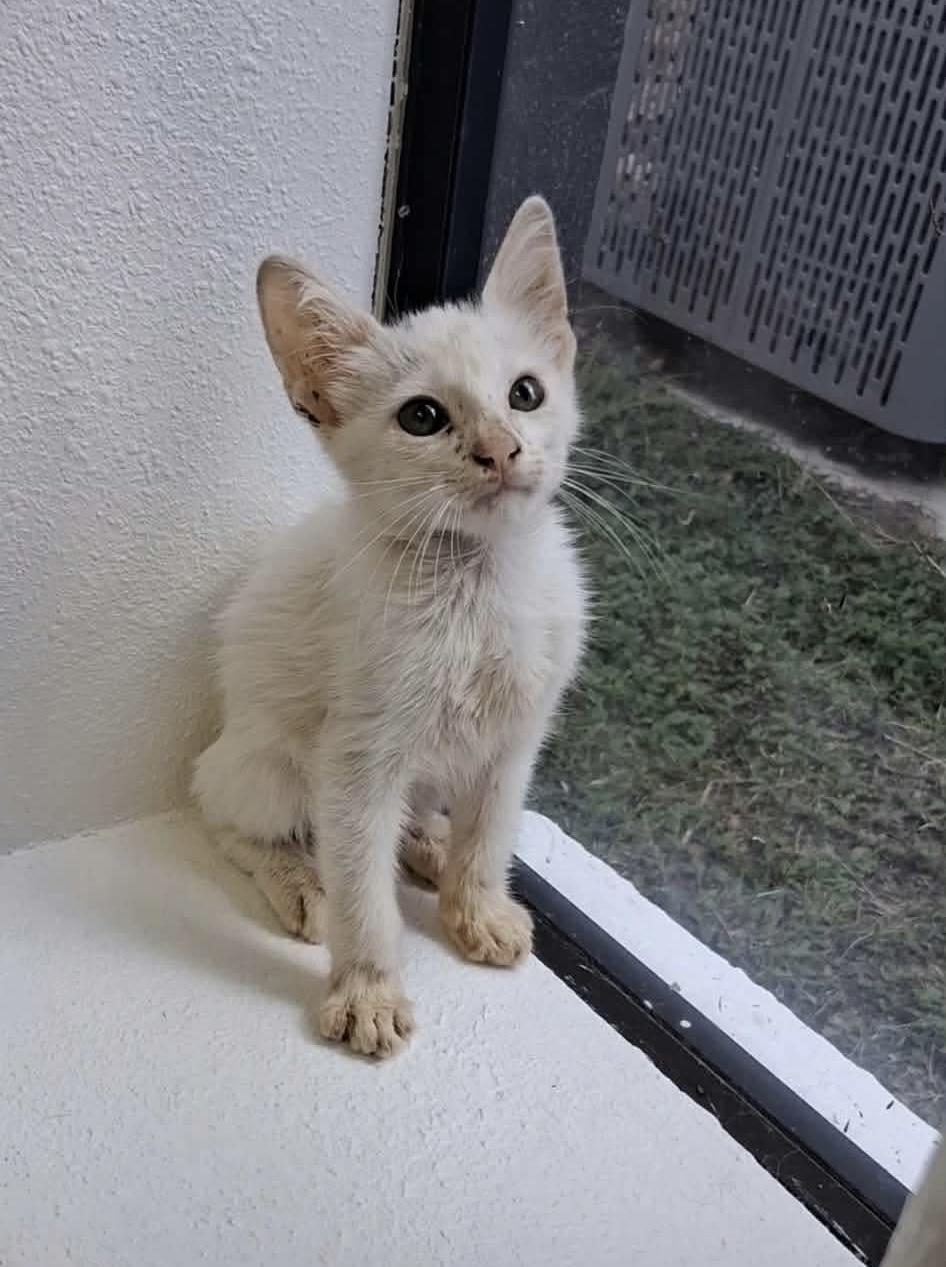 Whitey, ADOPTABLE, Kitten • Male, American Bobtail.