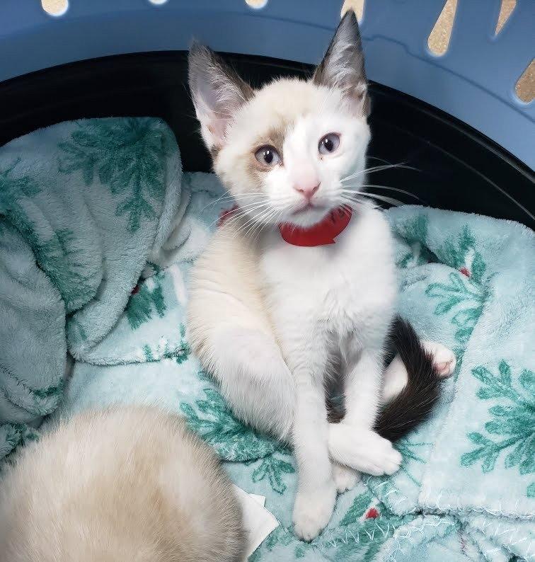 Tofu (bonded w/ Marshmallow), Adoptable, Kitten Female Snowshoe.