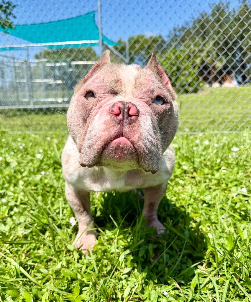 Enlarge Malt, a Adoptable mixed breed in Cape Coral, FL image 1/1