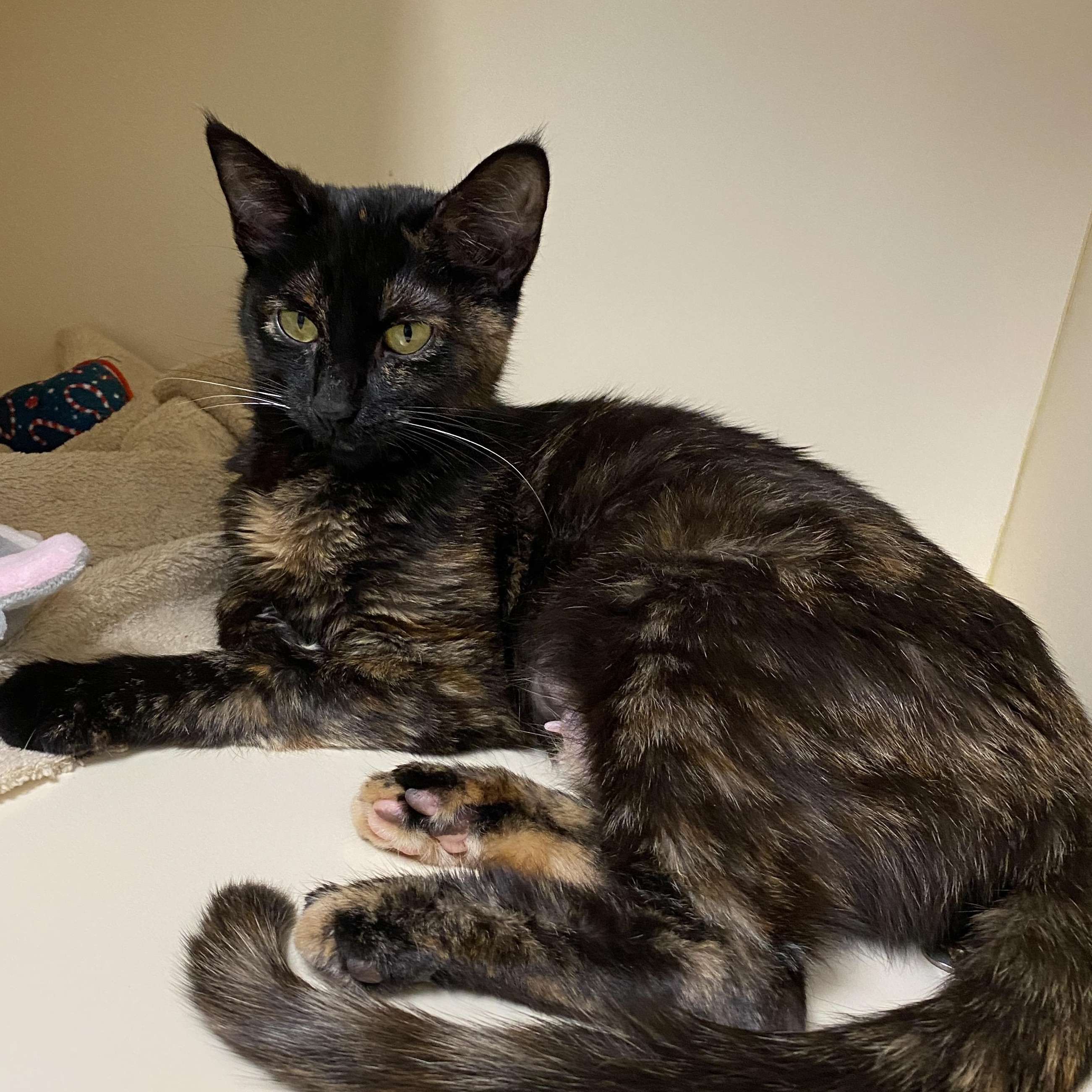 Enlarge Biscuit, an adopted Domestic Short Hair in Elyria, OH image 1/1