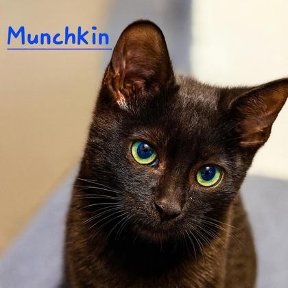 Munchkin, ADOPTABLE, Kitten Male Domestic Short Hair.