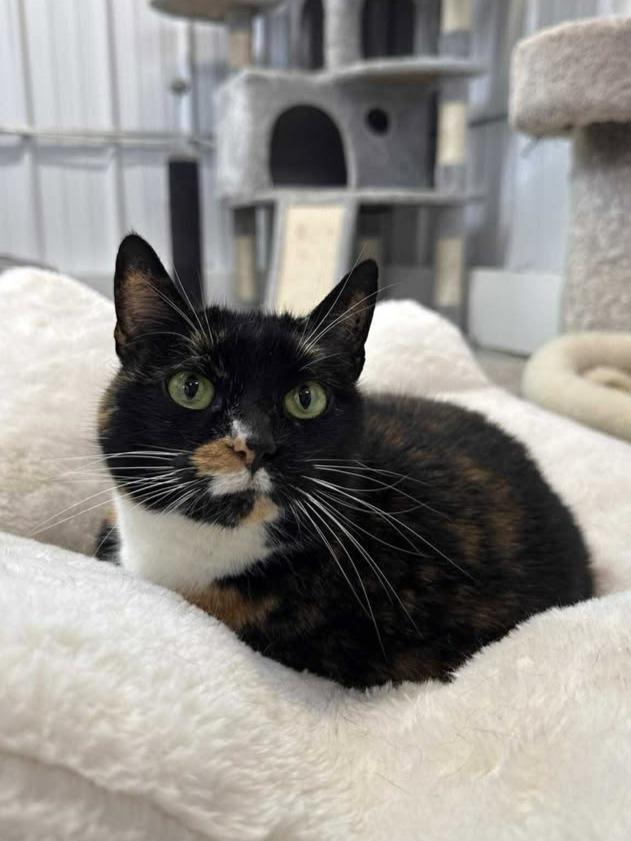 Enlarge Quark, a Adoptable Domestic Short Hair in Wautoma, WI image 3/5