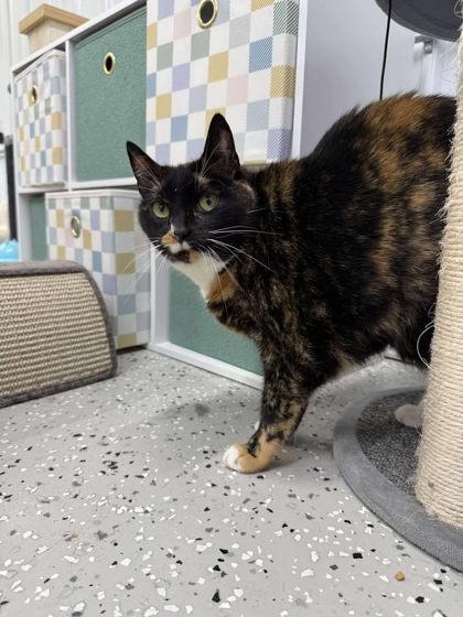 Enlarge Quark, a Adoptable Domestic Short Hair in Wautoma, WI image 5/5