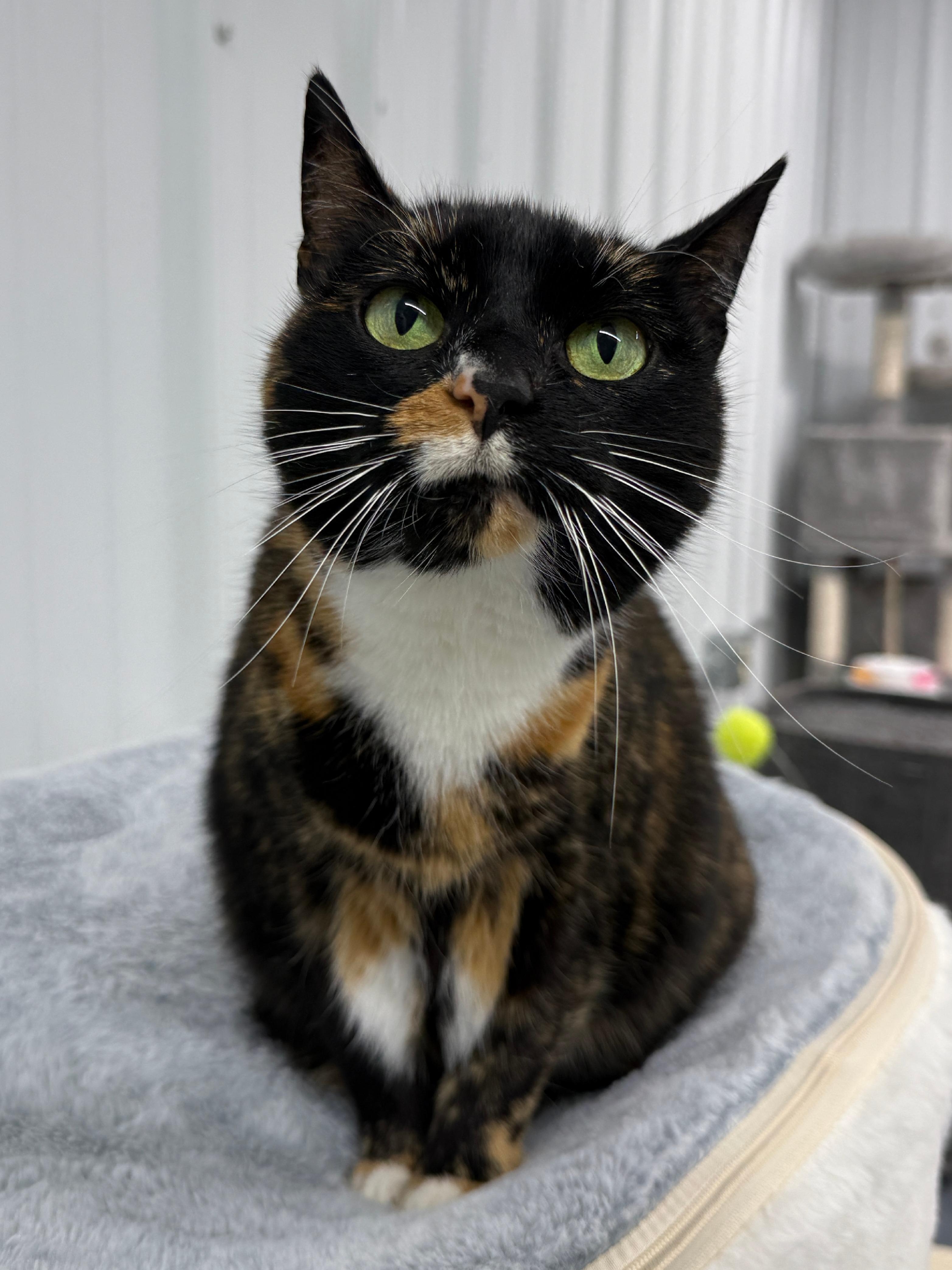 Enlarge Quark, a Adoptable Domestic Short Hair in Wautoma, WI image 2/5