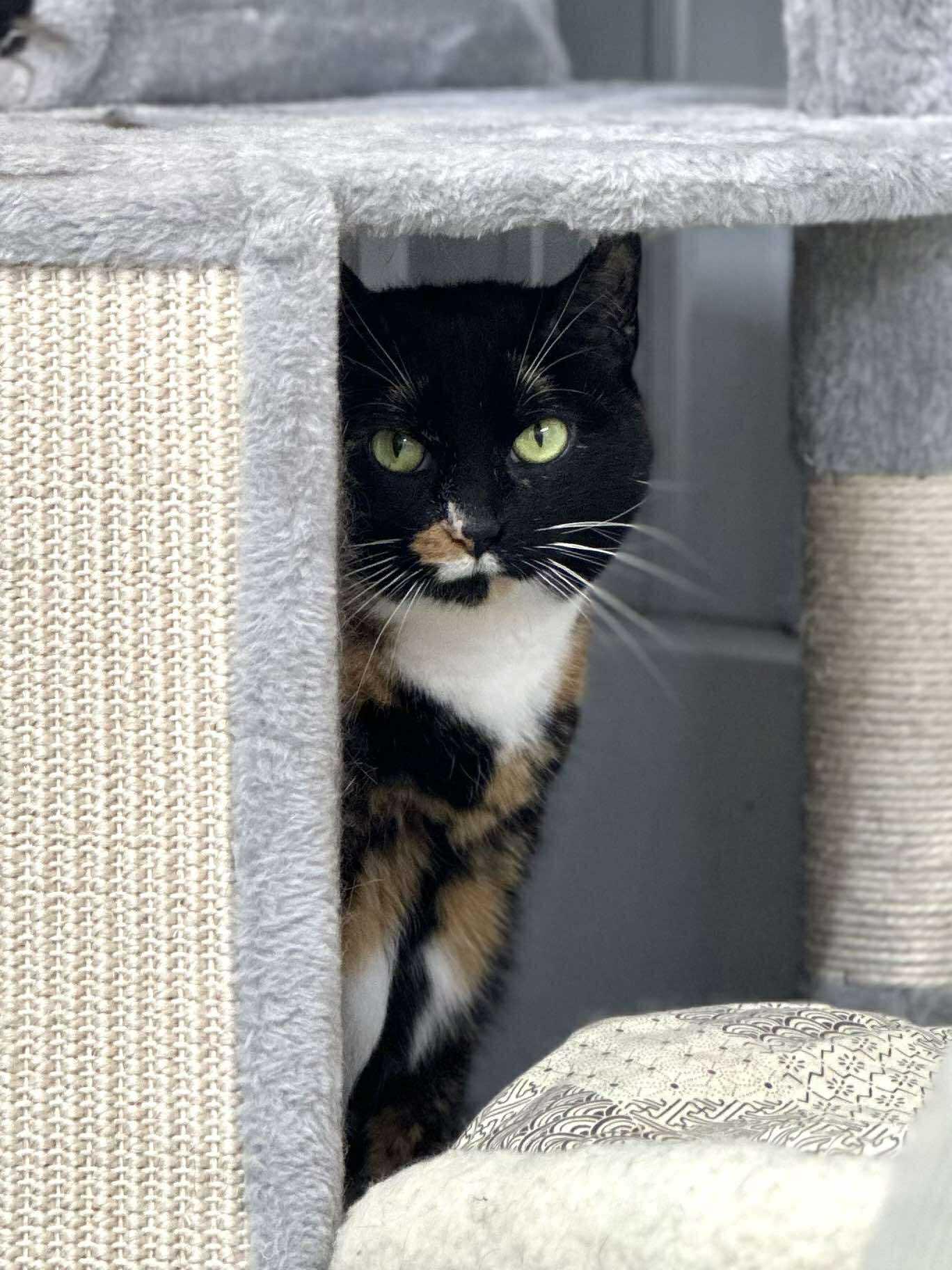 Enlarge Quark, a Adoptable Domestic Short Hair in Wautoma, WI image 4/5